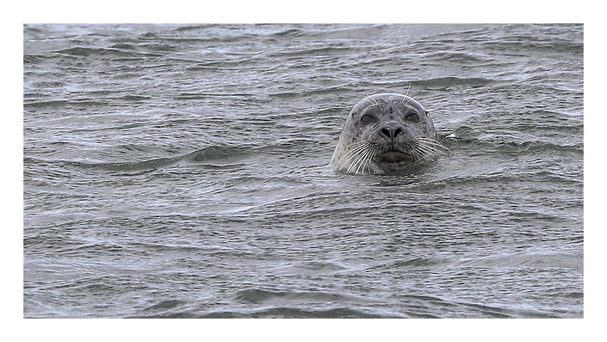 Seals